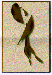 Rudolph Dolezal, MD